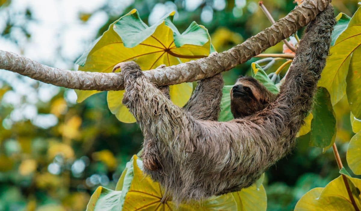 A sloth hanging in a tree in Manuel Antonio, Costa Rica