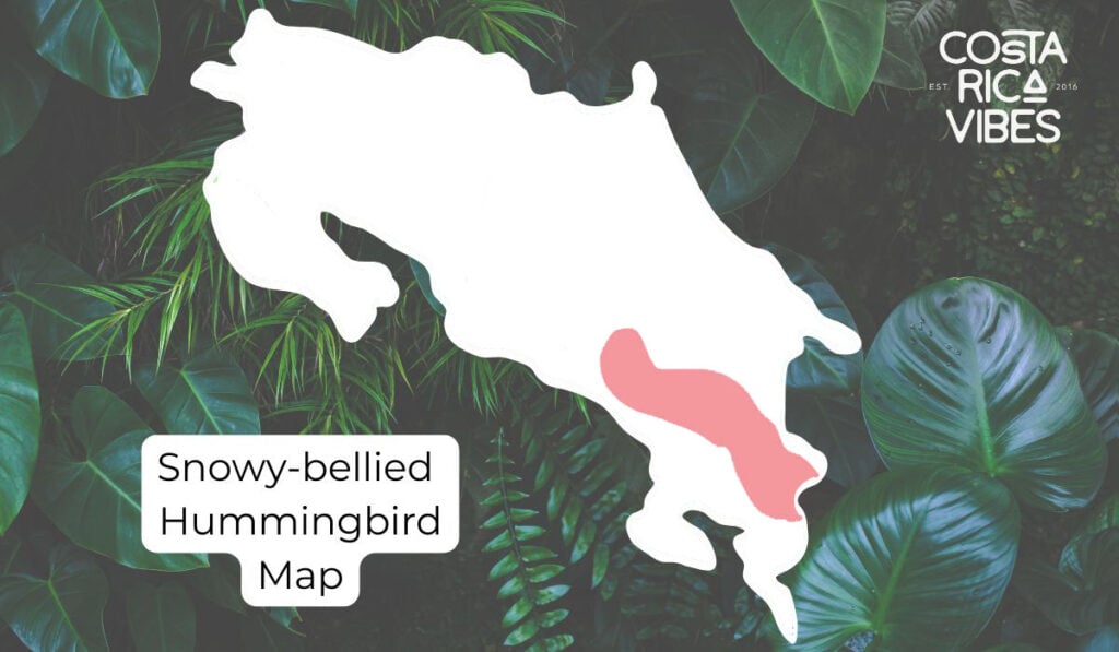 Hummingbirds in Costa Rica: 6 Species and How to Spot Them