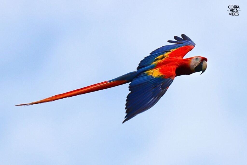 flying parrot in costa rica