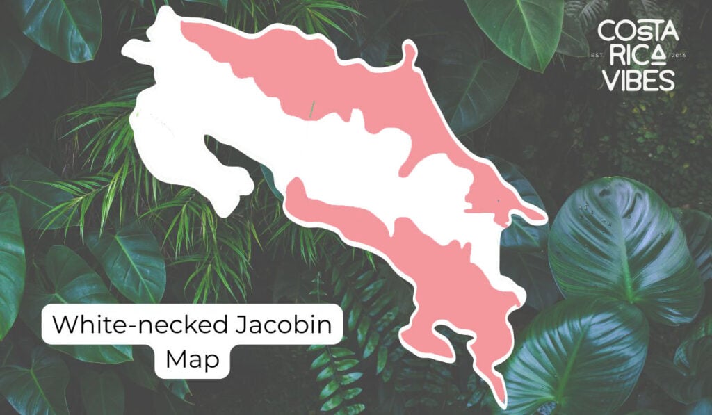 Hummingbirds in Costa Rica: 6 Species and How to Spot Them