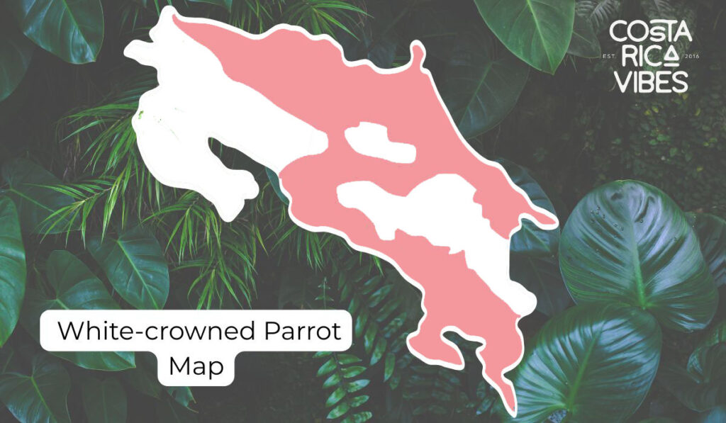 Parrots in Costa Rica: Types, Calls & Where to Spot Them
